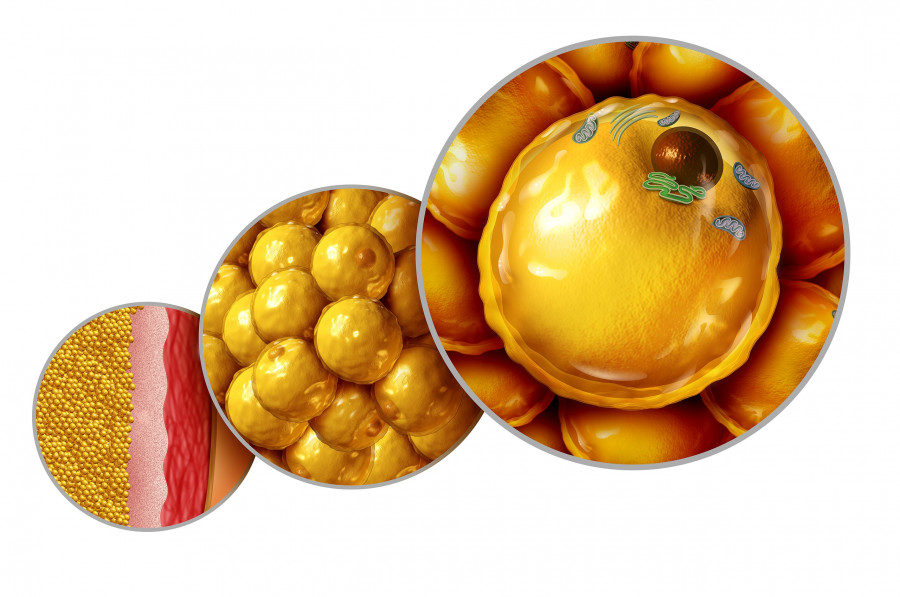 Fat Cell Anatomy