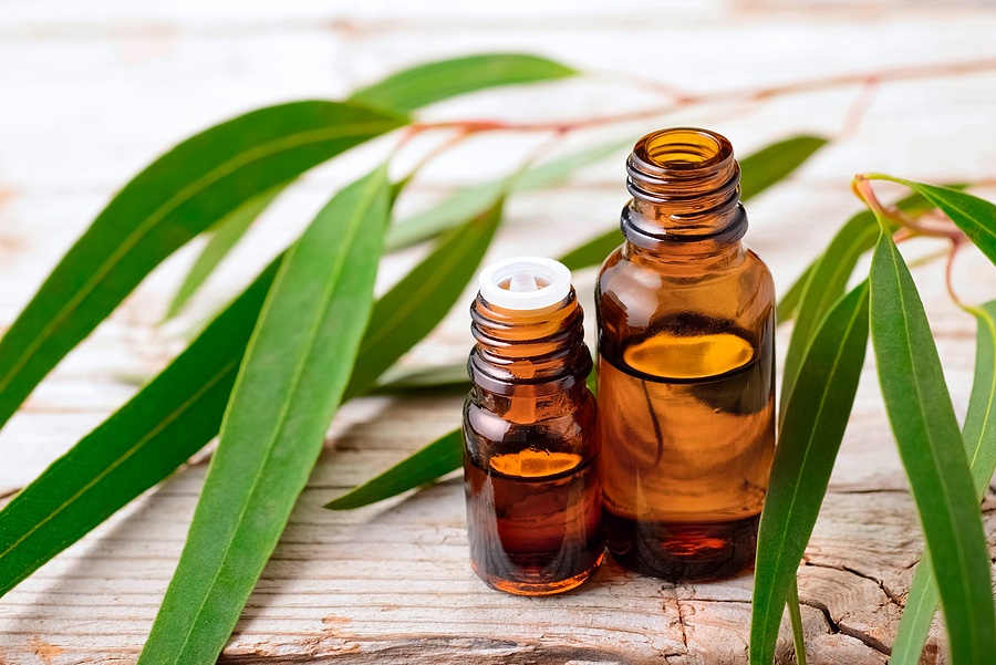 Eucalyptus essential oil and fresh eucalyptus leaves