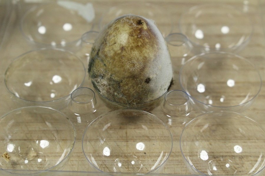 Rotten quail egg/ Rotten quail egg in plastic box.
