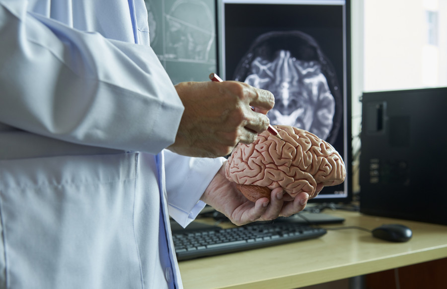 Human Brain Model On Doctor Hand