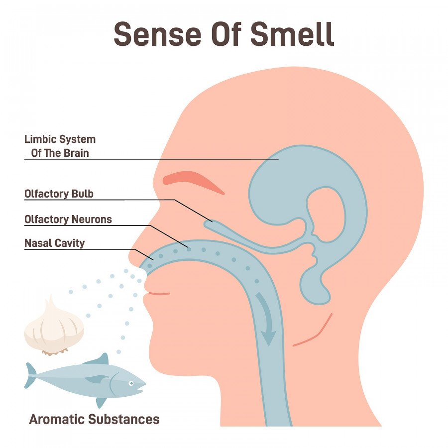 Sense Of Smell Mechanism. Olfactory Neurons And Limbic Brain System