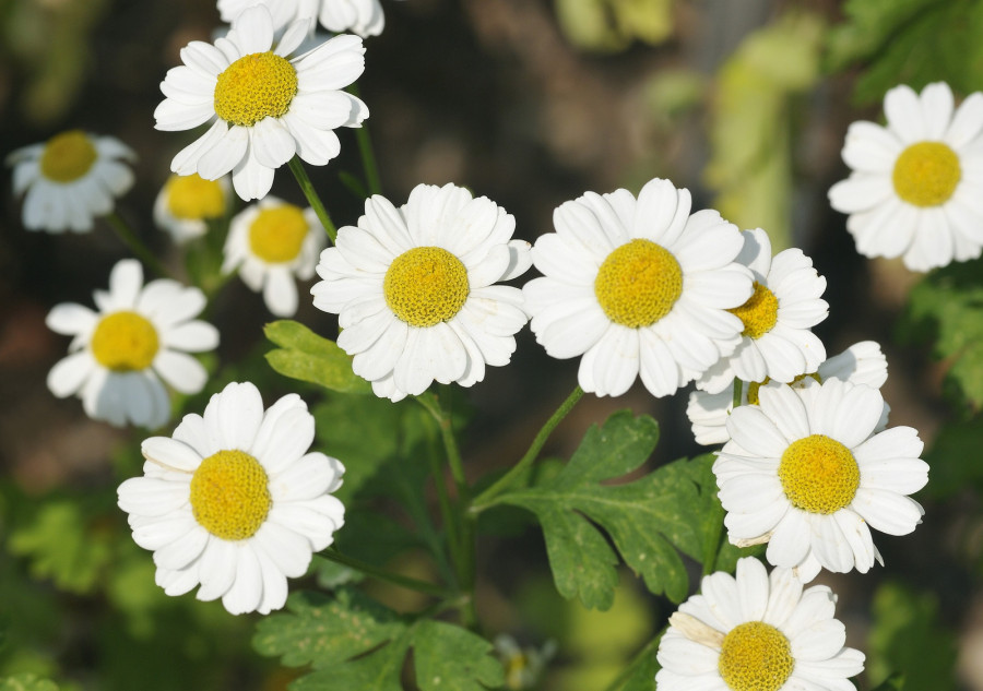 Feverfew flower