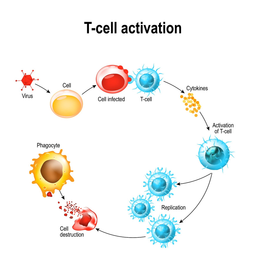 T cells direct and regulate immune responses and attack infected or cancerous cells