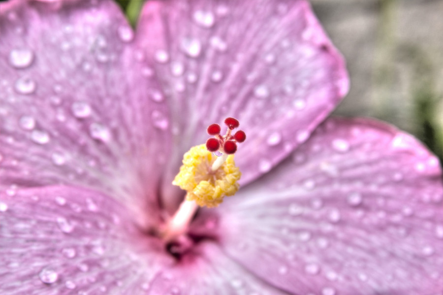 Hibiscus Flower