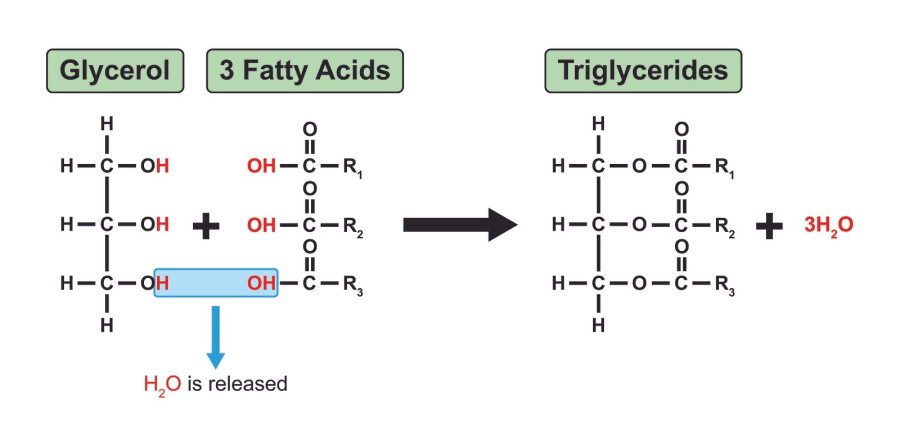 Chemical Reaction Of Triglycerides Formation