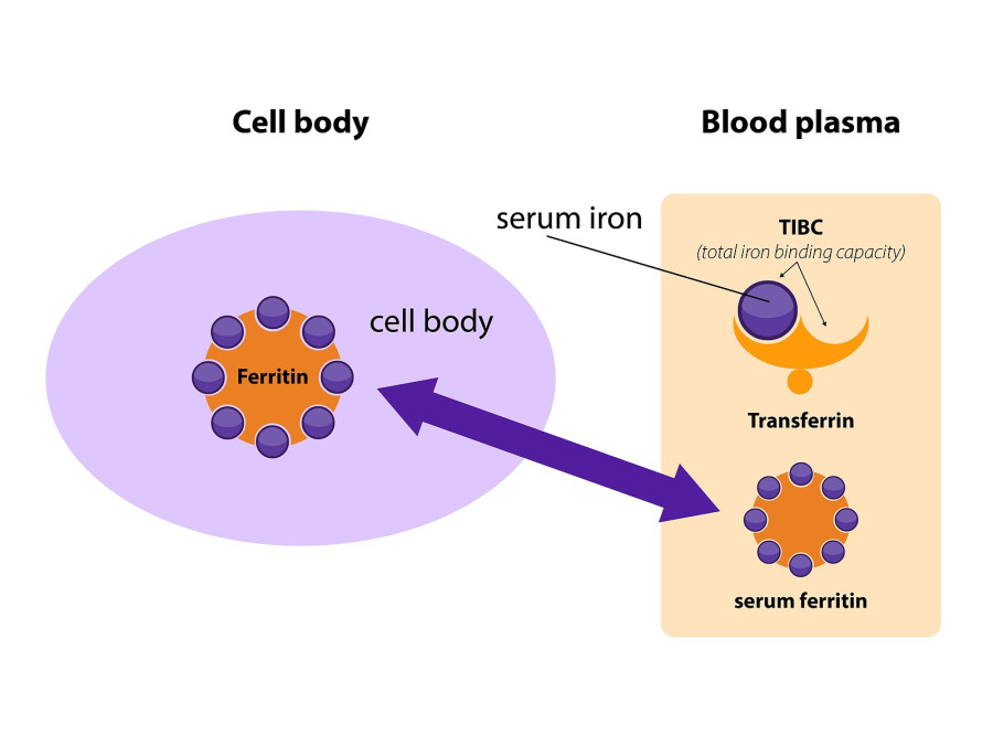 Ferritin Is The Main Iron Storage Protein In Humans
