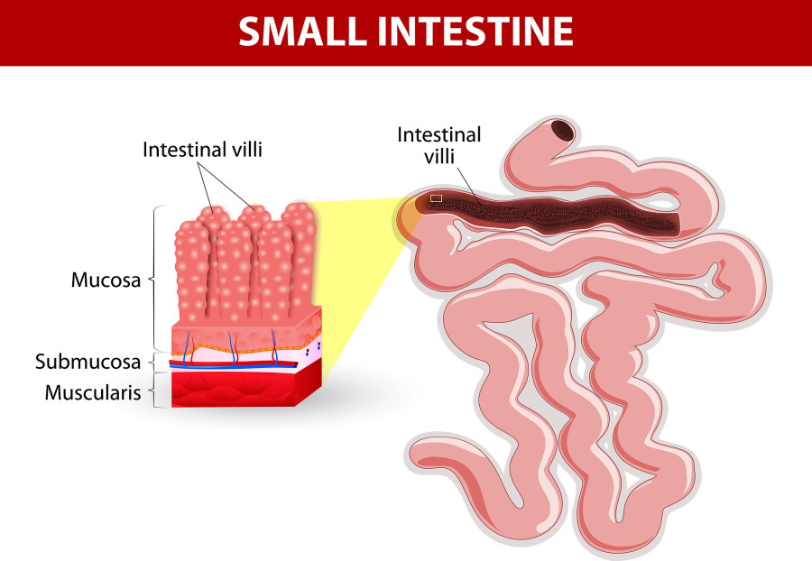 small intestine anatomy