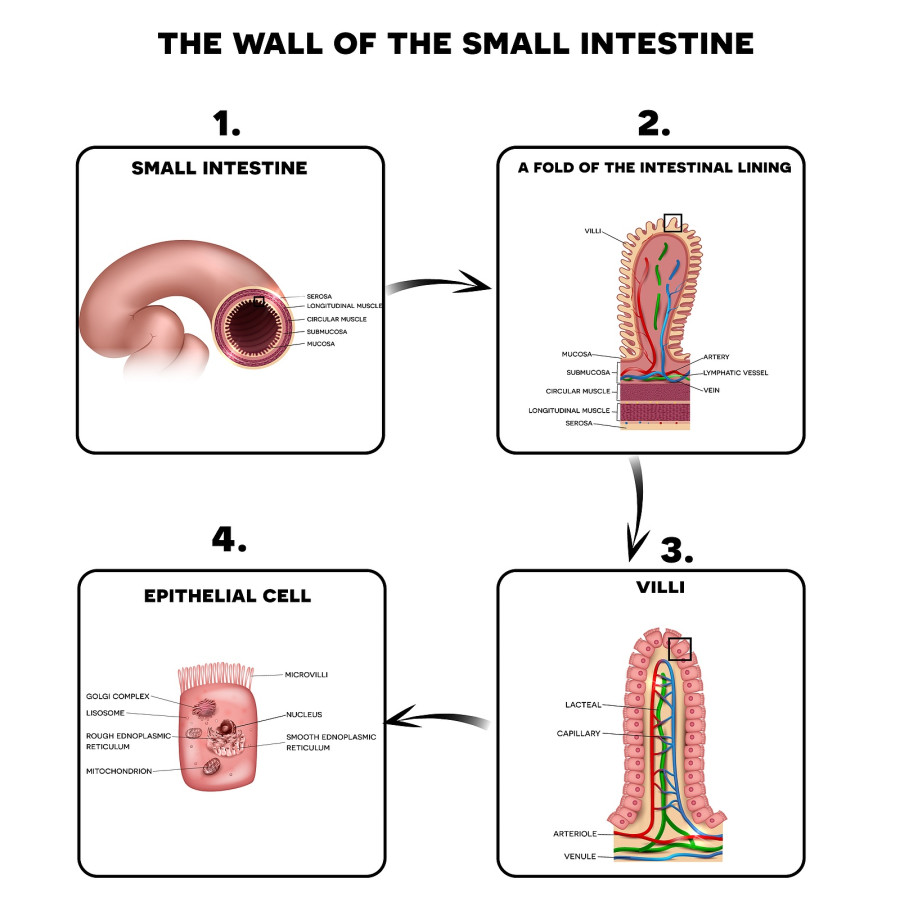 Small Intestine Wall Anatomy