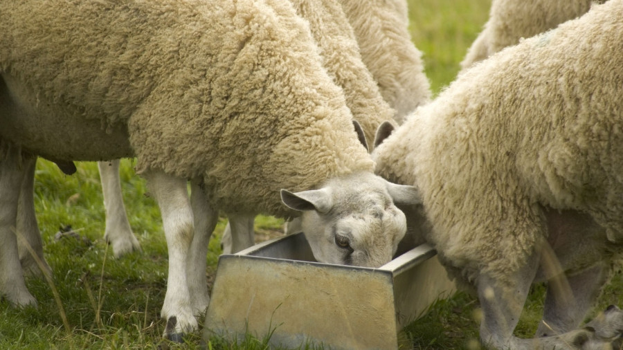 Sheep Feeding