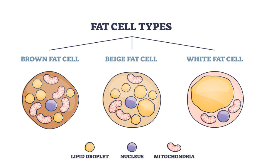 Fat Cell Types Brown, Beige Or White