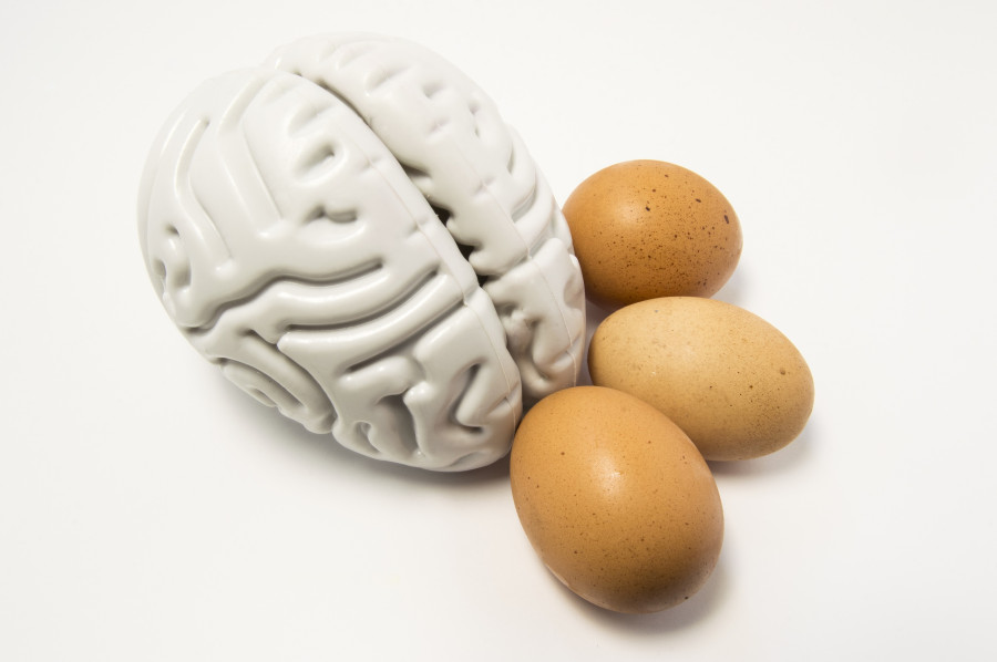 Eggs As Food For The Brain