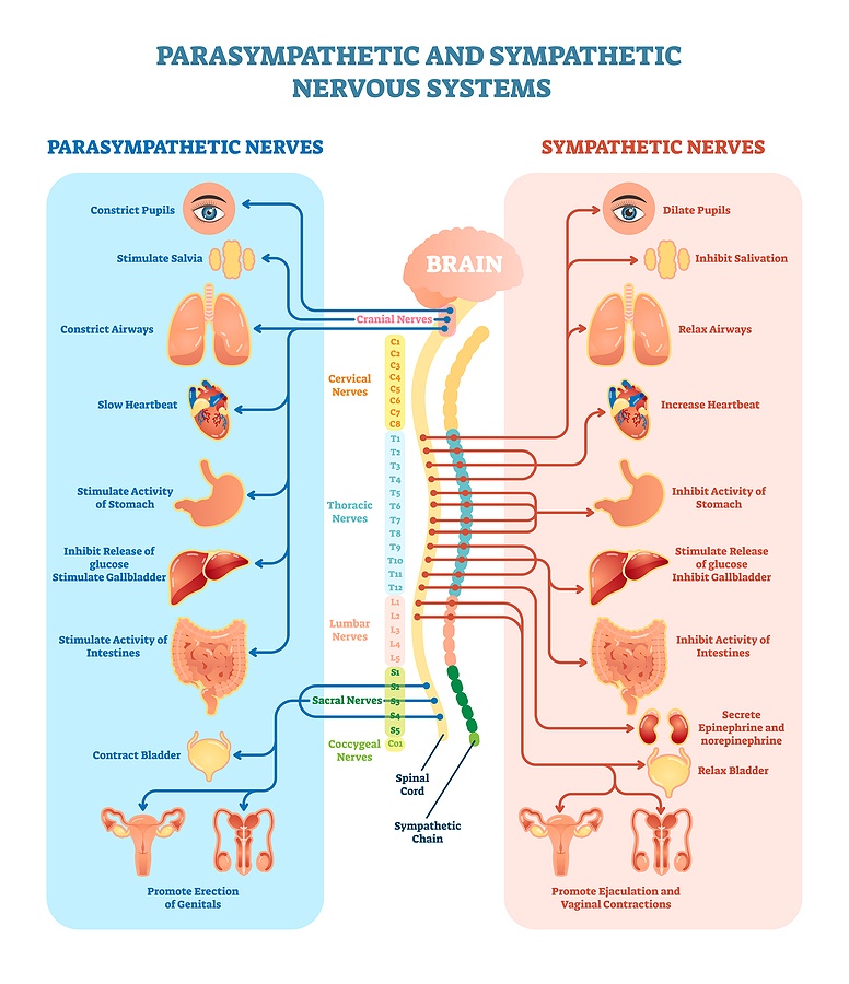 parasympathetic and sympathetic Nervous System