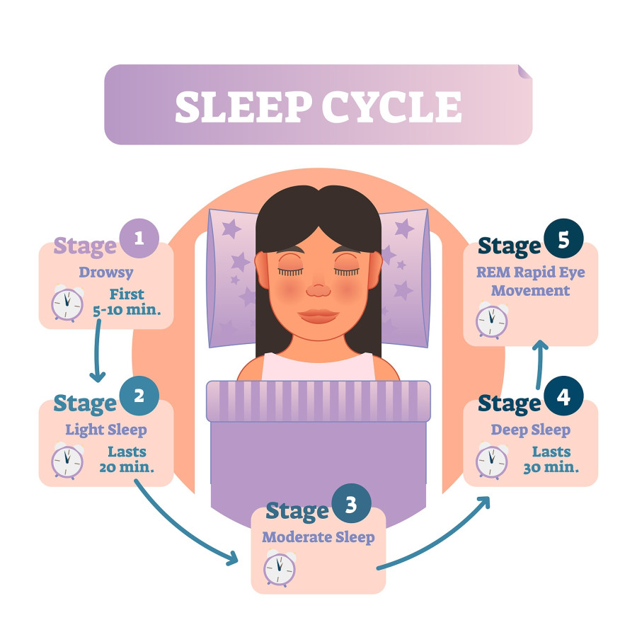Healthy Human Sleep Cycle
