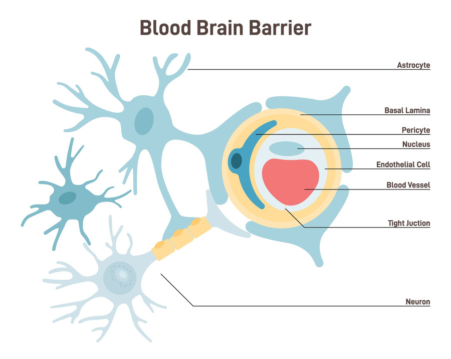 Blood-brain Barrier